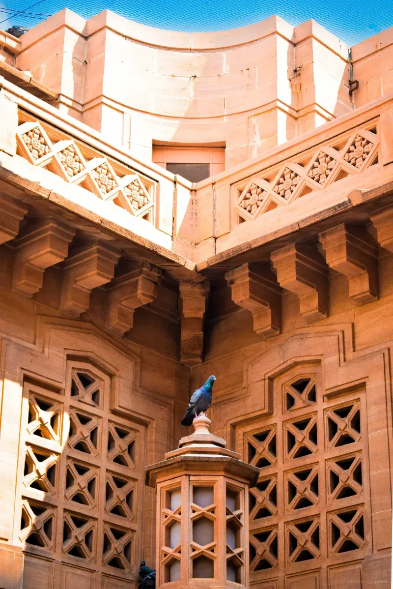 A pigeon on a carved finial at Umaid Bhawan, pierced sandstone lattice screens and heavy corbels on every side.