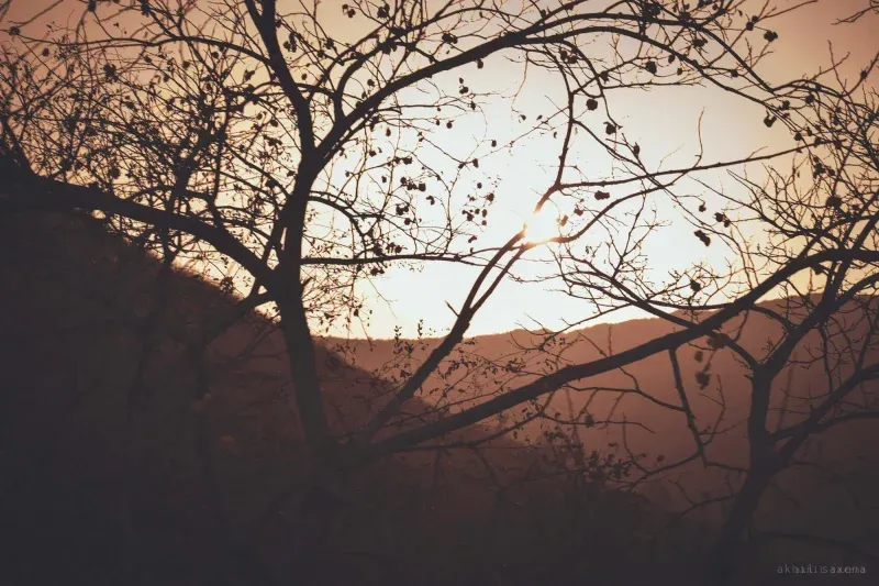 The sun setting through a tangle of bare branches, hill ridges receding behind in sepia haze.
