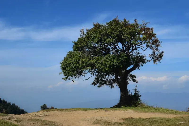 A single broad-crowned tree on a bare dirt hilltop, distant ranges hazy below a deep blue sky.