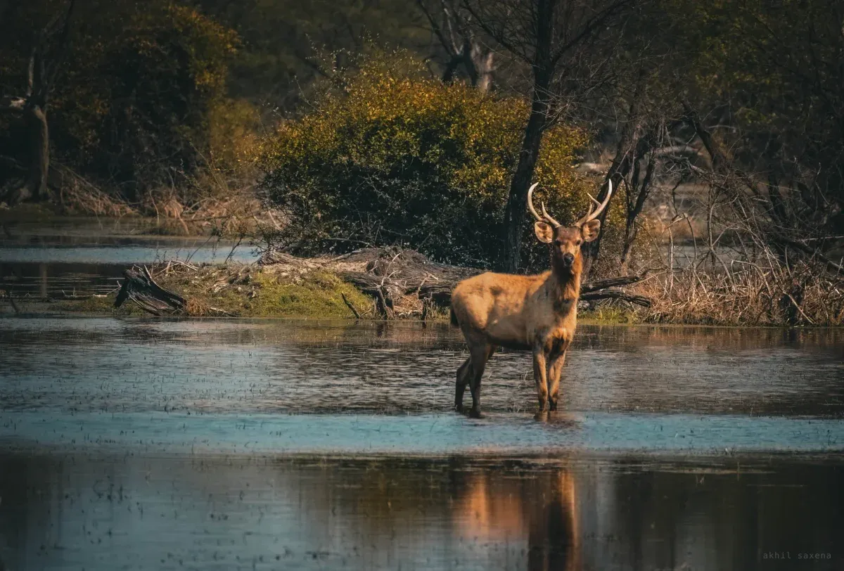 An antlered sambar deer standing in shallow water facing the camera, dry scrub behind and its reflection below.