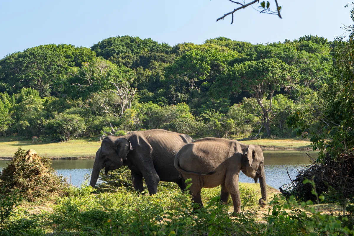 Two Asian elephants stand side by side grazing near a waterhole in lush Sri Lankan forest. The elephants face opposite directions while surrounded by dense green foliage under bright daylight.