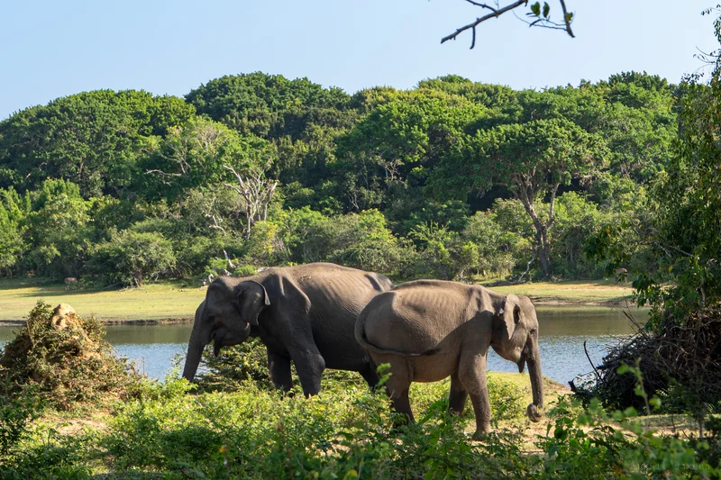 Two Asian elephants stand side by side grazing near a waterhole in lush Sri Lankan forest. The elephants face opposite directions while surrounded by dense green foliage under bright daylight.