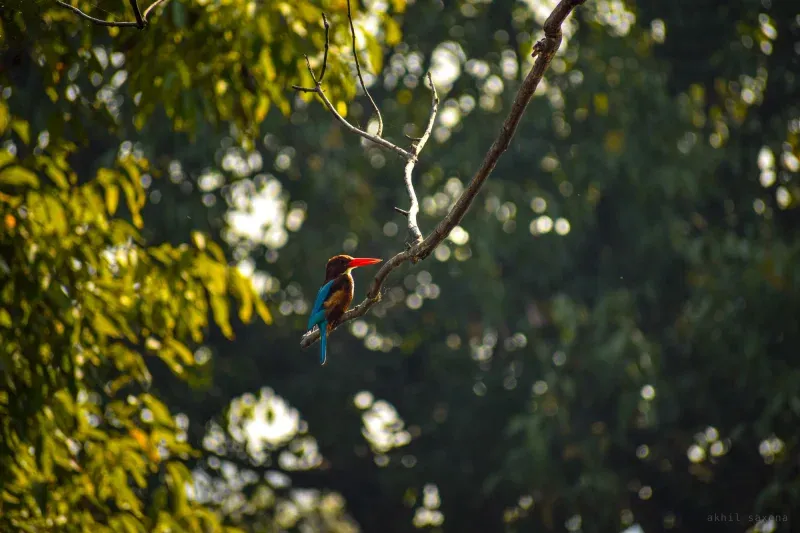 A white-throated kingfisher with a red bill perched on a bare diagonal branch, backlit green foliage behind.