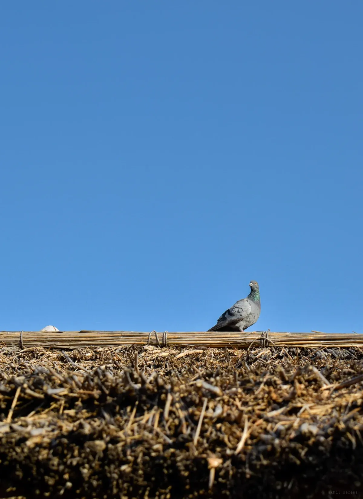 A pigeon on the ridge pole of a thatched roof, coarse straw across the lower frame and deep blue sky above.