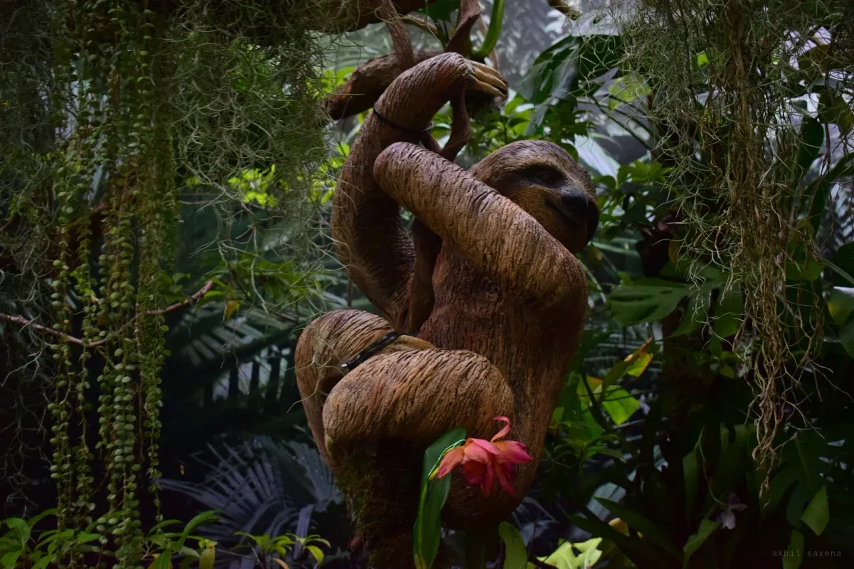 A sloth climbing a vertical trunk in dense glasshouse planting, hanging moss around it and a red bromeliad at its base.