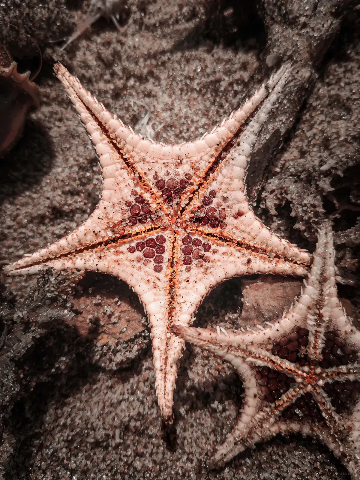 Two starfish on wet dark sand, the nearer one filling the frame with dark red nodules ridged along its pale arms.