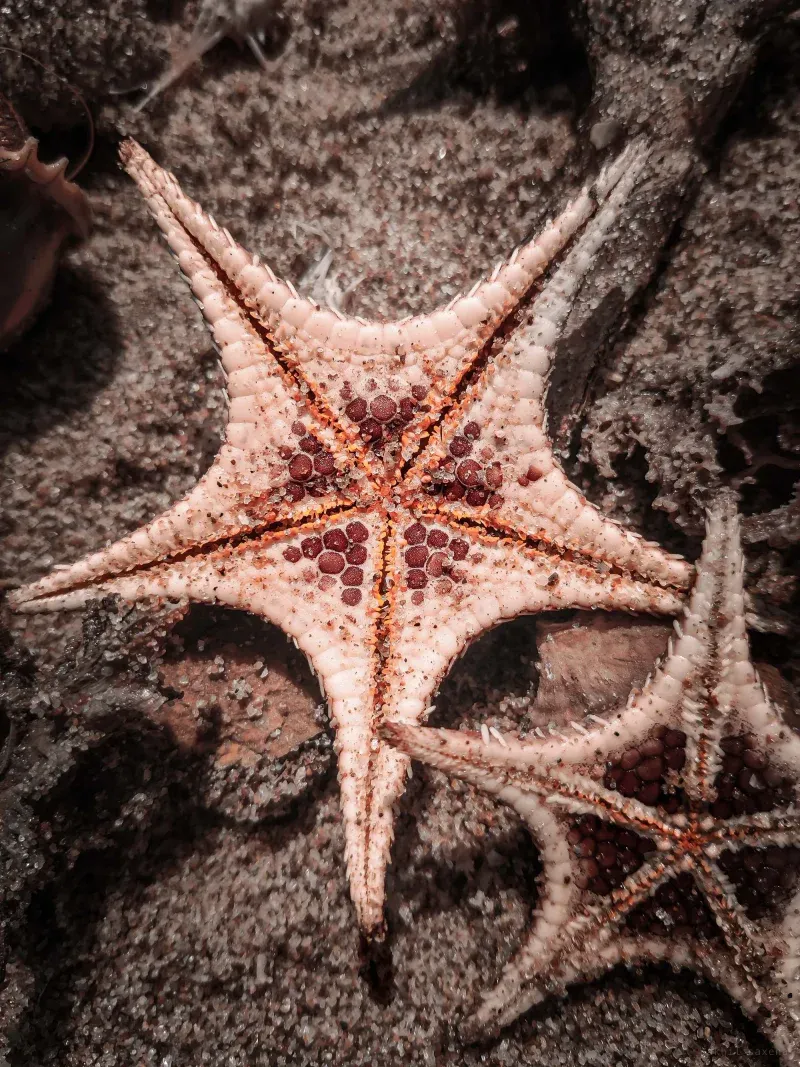 Two starfish on wet dark sand, the nearer one filling the frame with dark red nodules ridged along its pale arms.