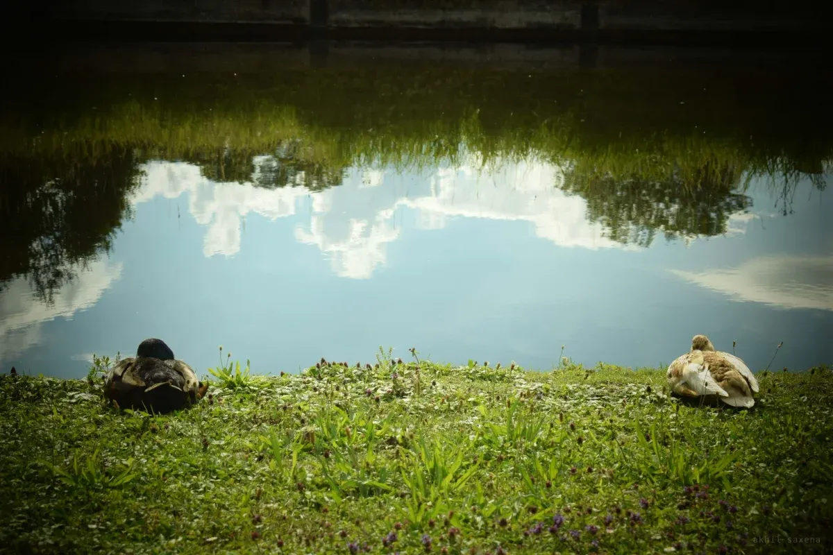 Two ducks resting on a grassy bank facing opposite ways, still water behind them reflecting cloud and sky.
