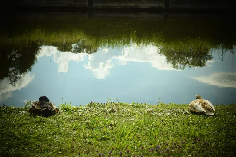Two ducks resting on a grassy bank facing opposite ways, still water behind them reflecting cloud and sky.